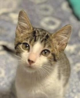 Toad (bonded with Cappy), Adoptable, Kitten Male Domestic Short Hair.