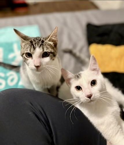 Toad (bonded with Cappy), Adoptable, Kitten Male Domestic Short Hair.