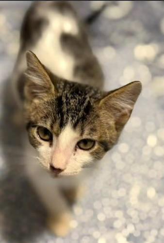 Enlarge Toad (bonded with Cappy), a Adoptable Domestic Short Hair in Sugar Land, TX image 5/5