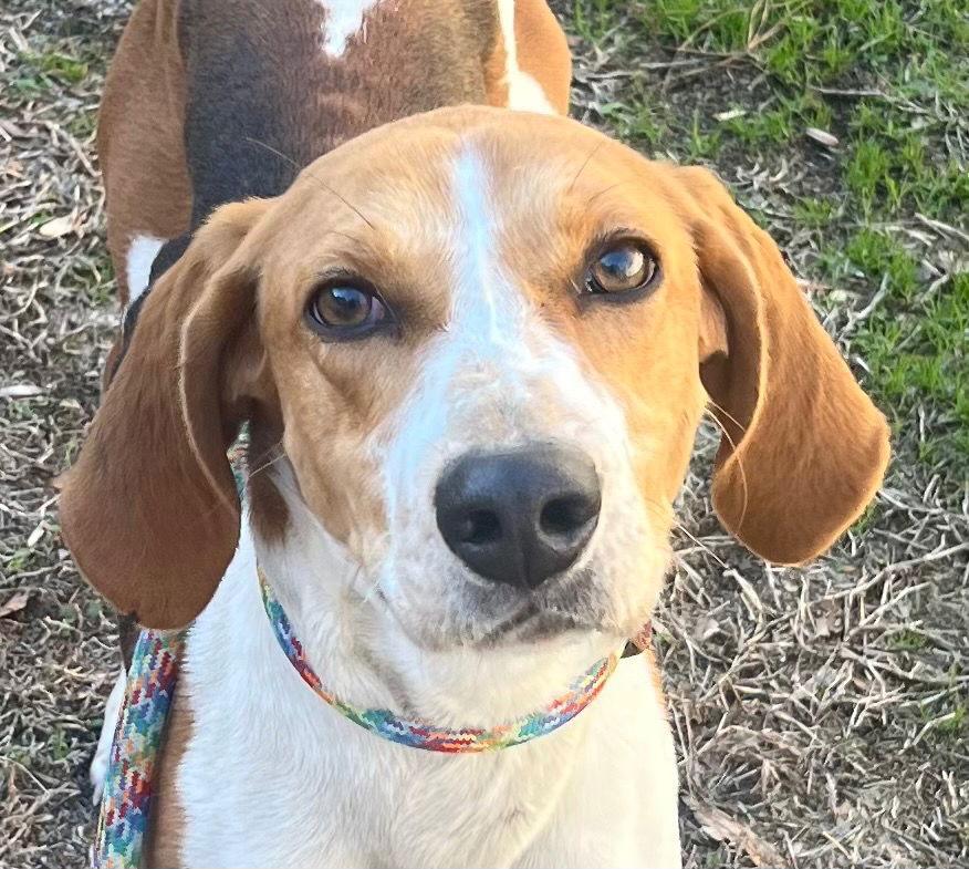 26-21 Rowan, Adoptable, Adult Female Hound.