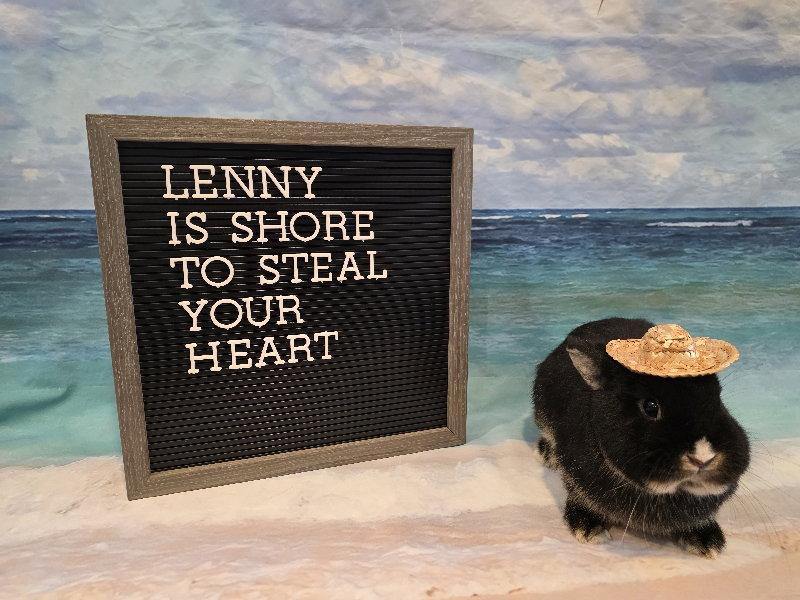 Lenny, Adoptable, Adult Male Netherland Dwarf.