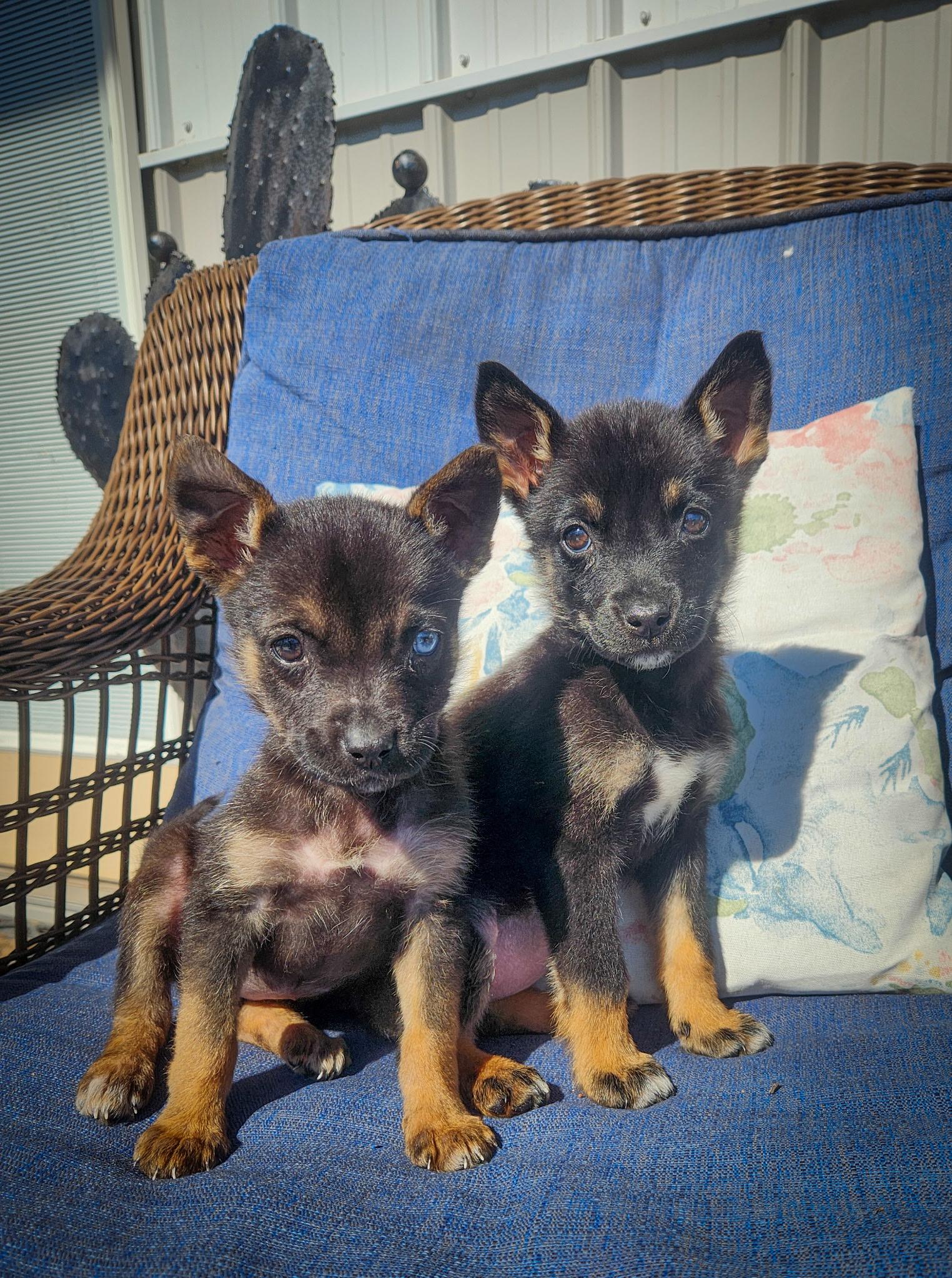 Mira Galaxy — thumbnail 4