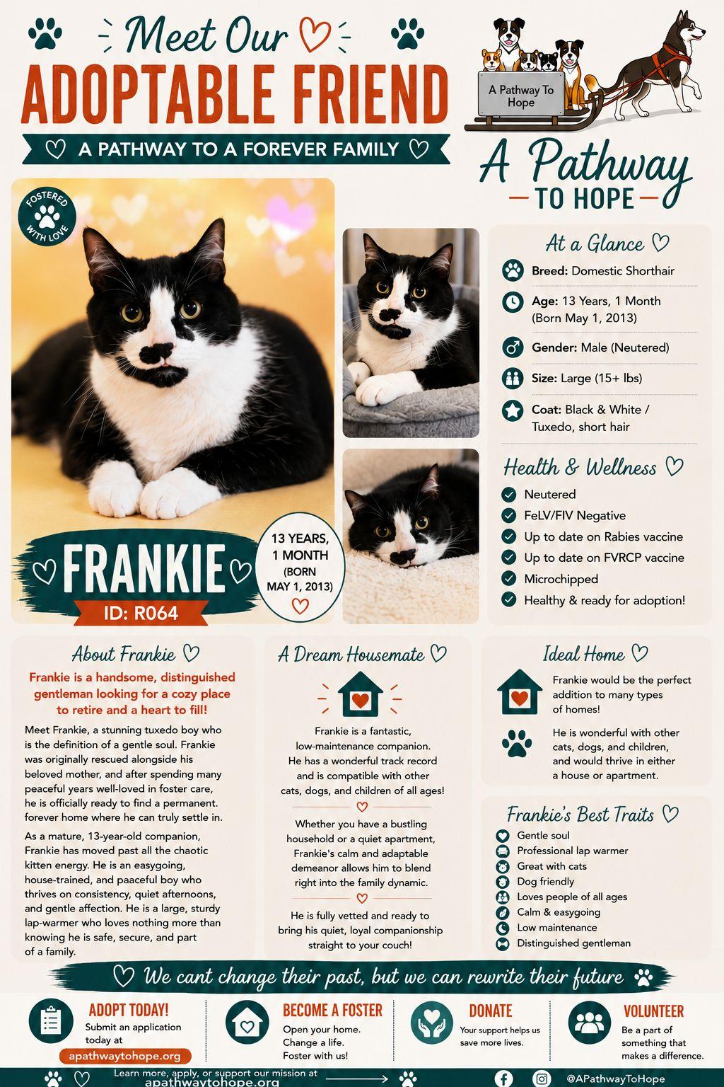 Frankie, Adoptable, Senior Male Domestic Short Hair.
