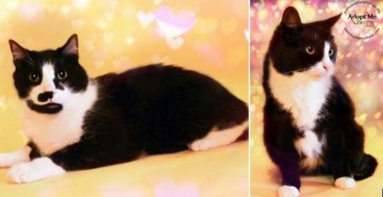 Enlarge Frankie, a Adoptable Domestic Short Hair in North Haledon, NJ image 1/2