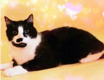 Enlarge Frankie, a Adoptable Domestic Short Hair in North Haledon, NJ image 2/2