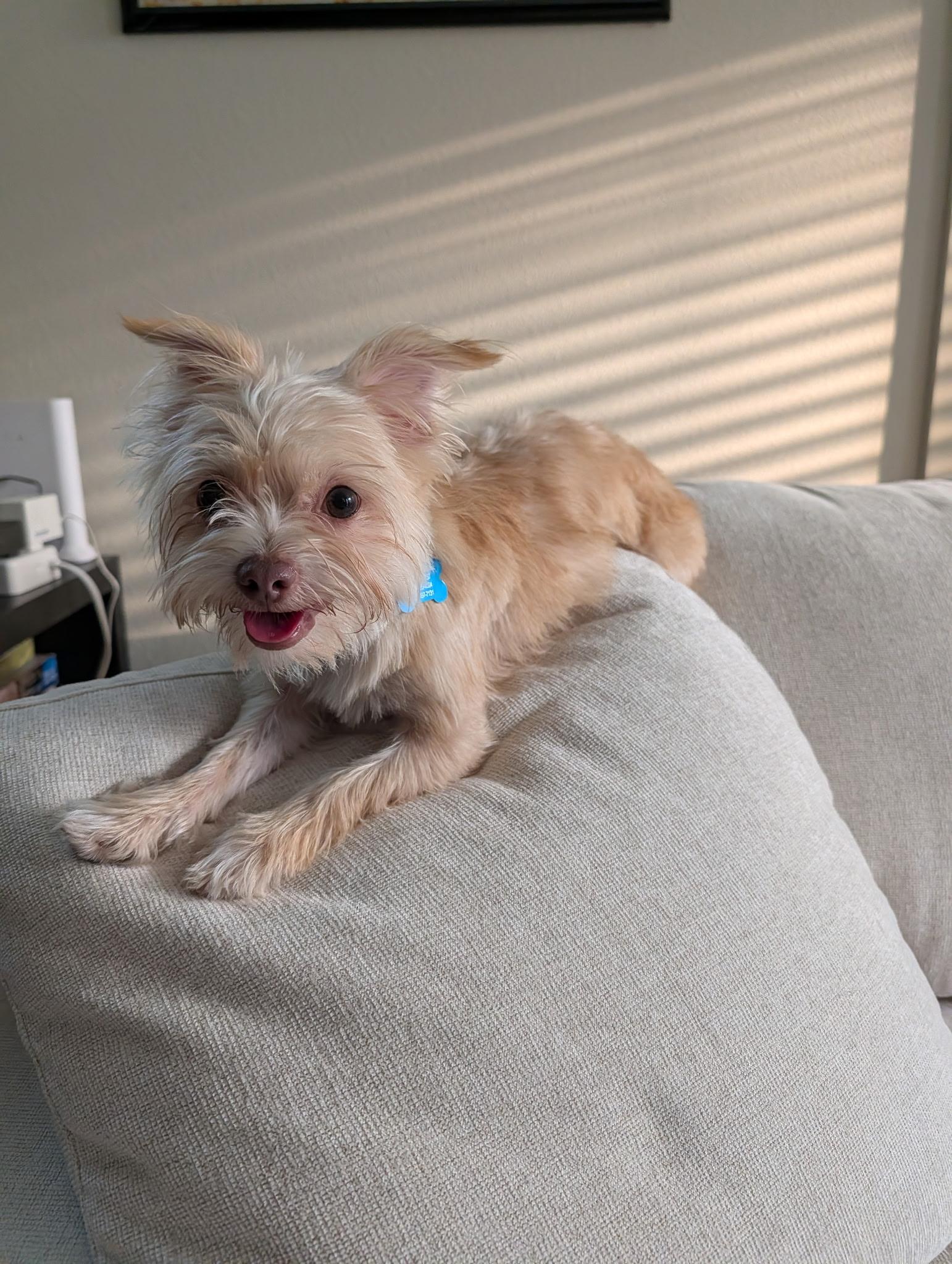 Trixie, a Adoptable mixed breed in Austin, TX image 1/5