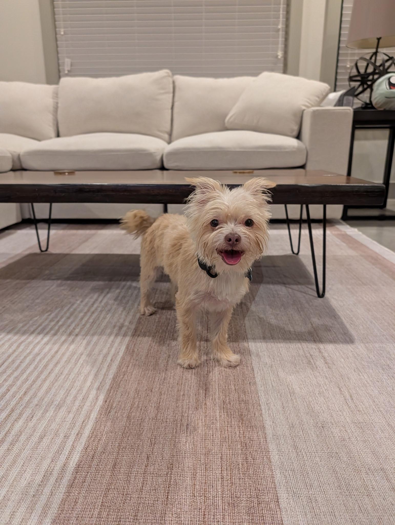 Trixie, a Adoptable mixed breed in Austin, TX image 4/5