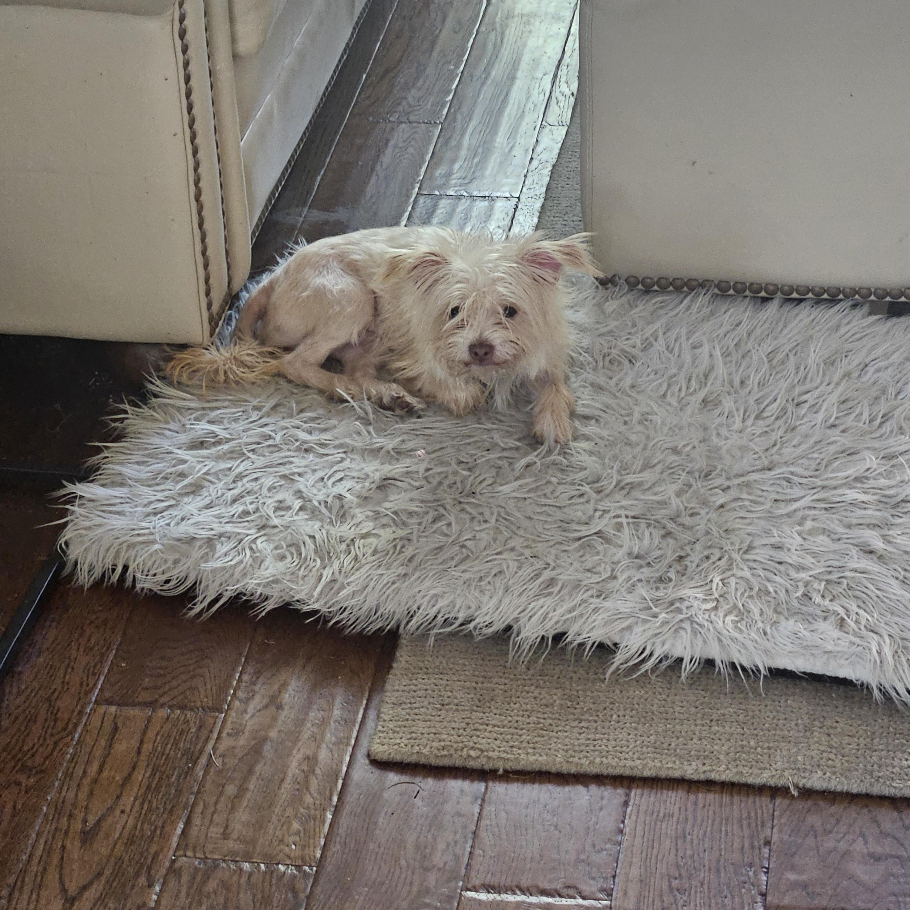 Trixie, a Adoptable mixed breed in Austin, TX image 1/5