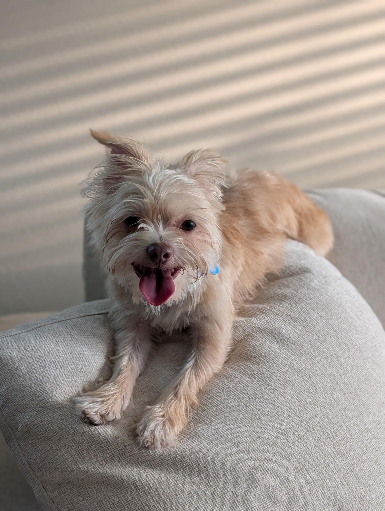 Trixie, a Adoptable mixed breed in Austin, TX image 5/5