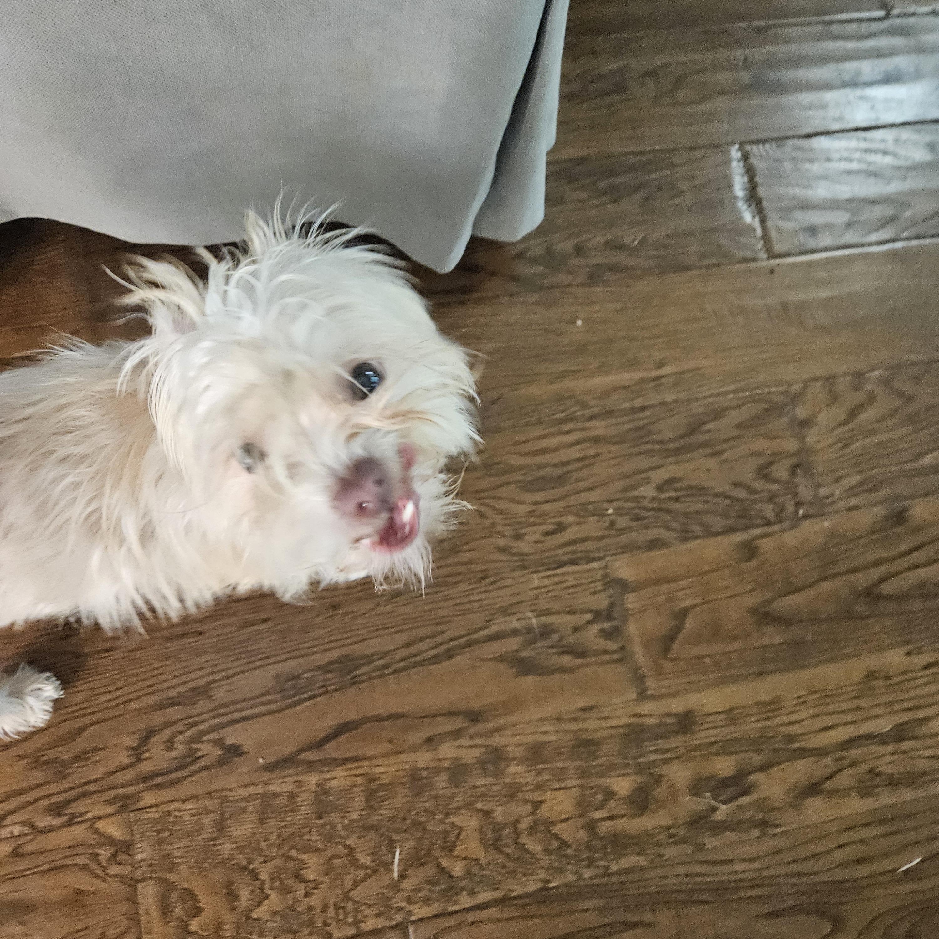 Trixie, a Adoptable mixed breed in Austin, TX image 4/5