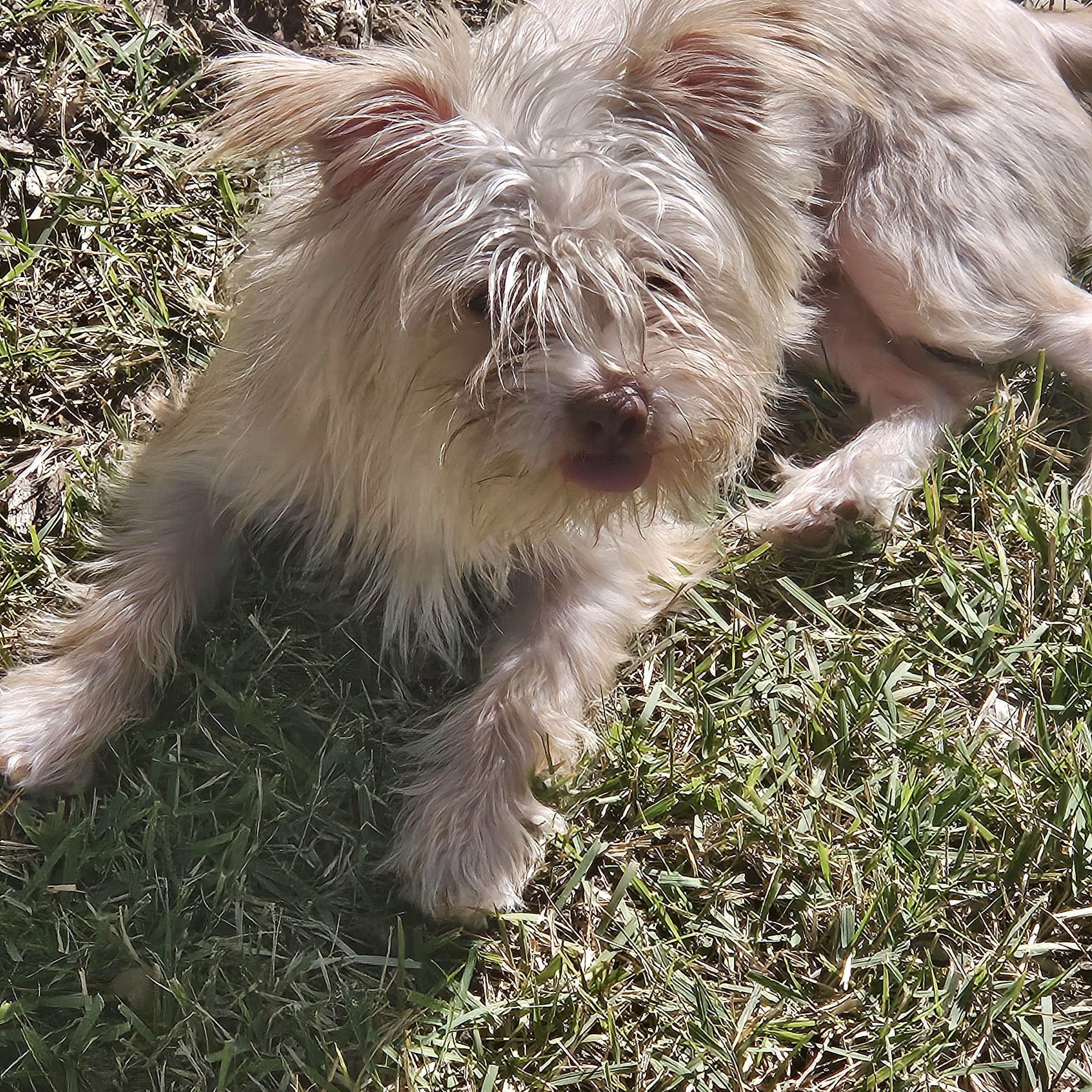 Trixie, a Adoptable mixed breed in Austin, TX image 3/5