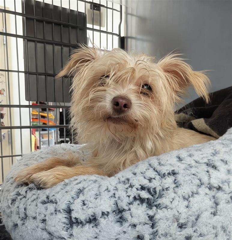 Trixie, Adoptable, Adult Female Cairn Terrier.