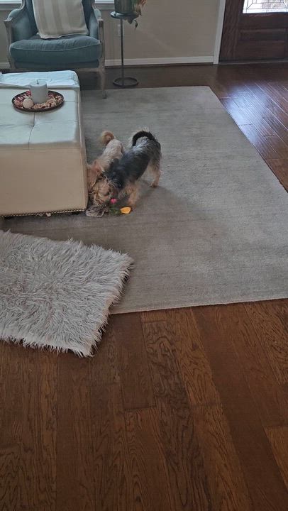 Enlarge Trixie, a Adoptable mixed breed in Austin, TX video 5/5