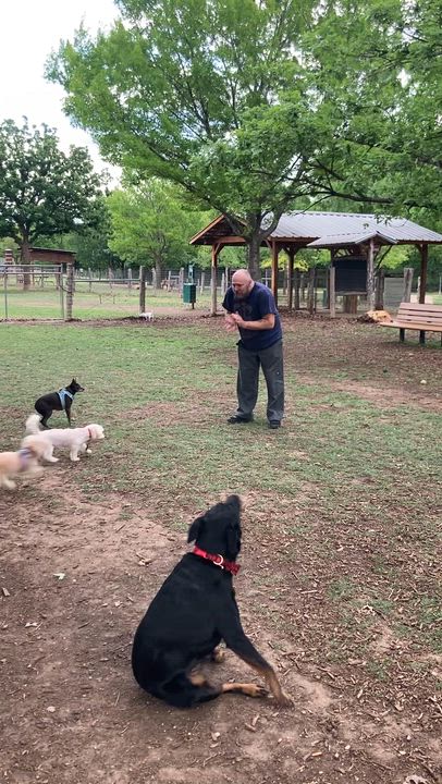 Enlarge Trixie, a Adoptable mixed breed in Austin, TX video 5/5