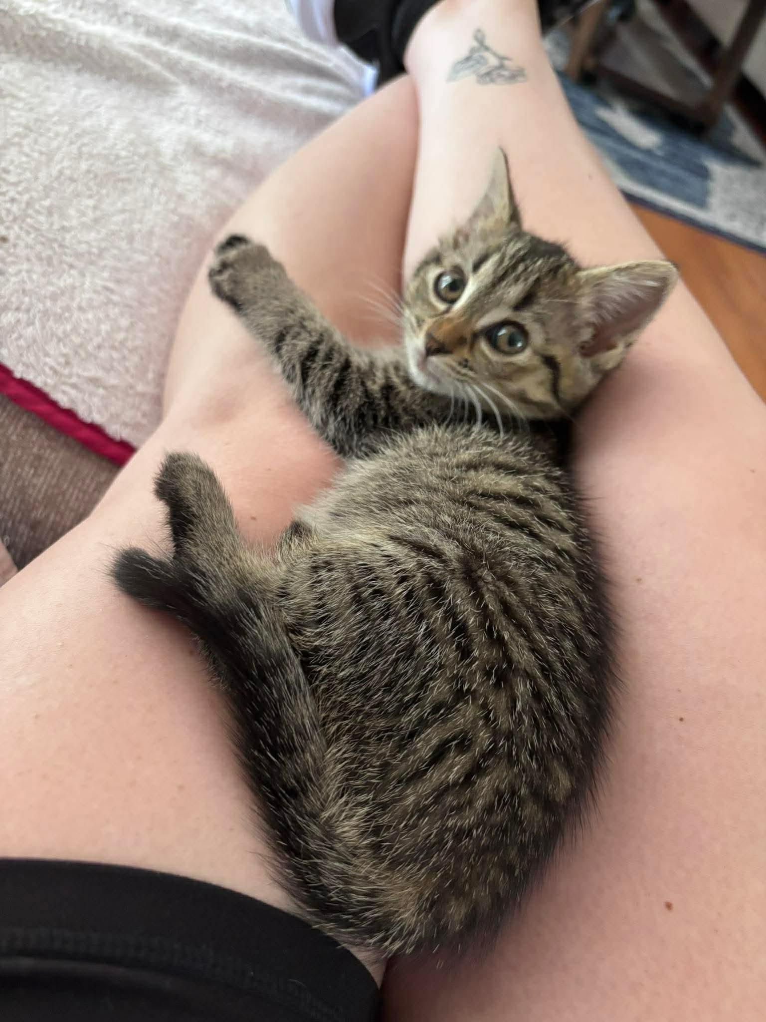 Alice, Adoptable, Kitten Female Domestic Short Hair.