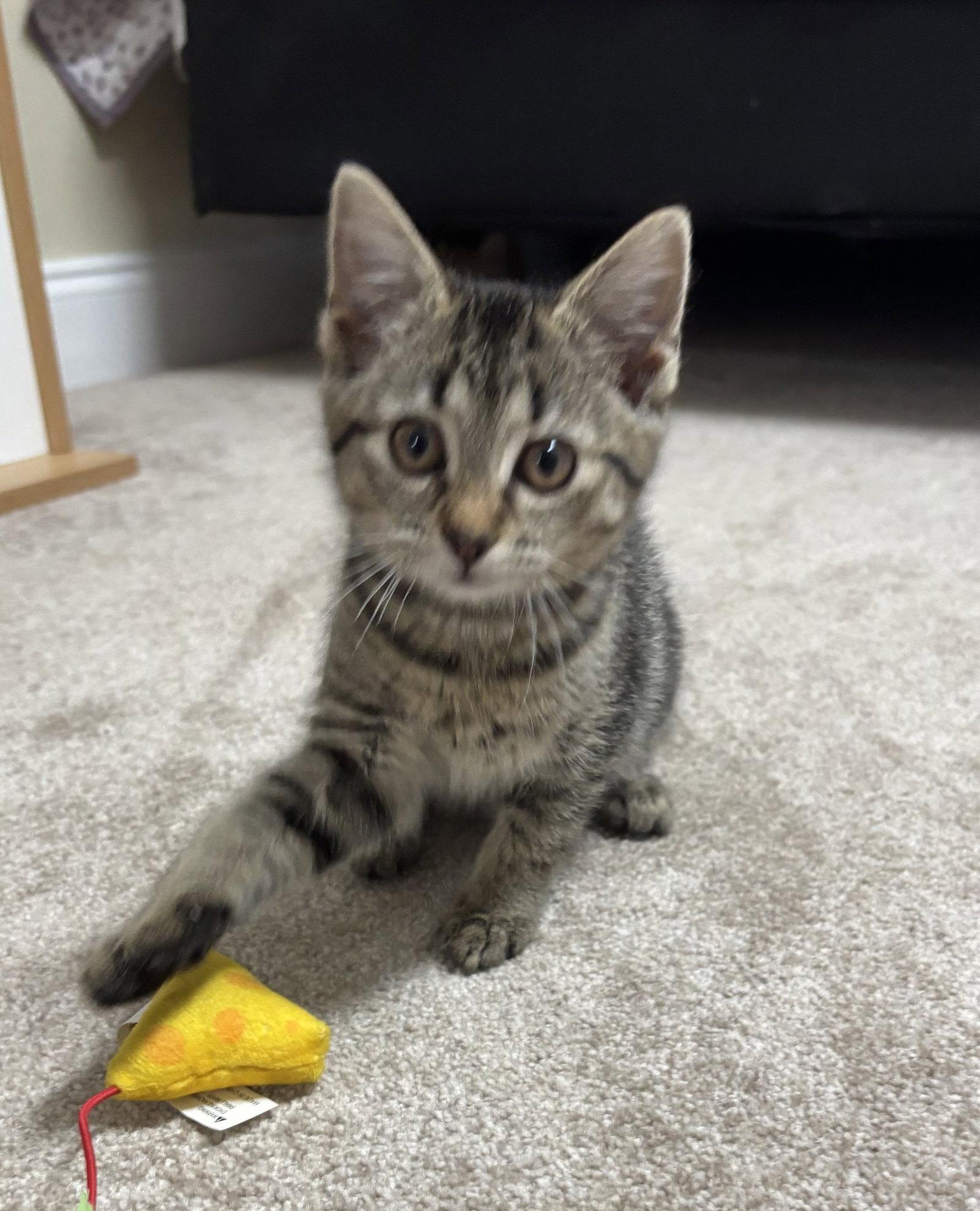 Alice, a Adoptable Domestic Short Hair in Oakboro , NC image 1/2