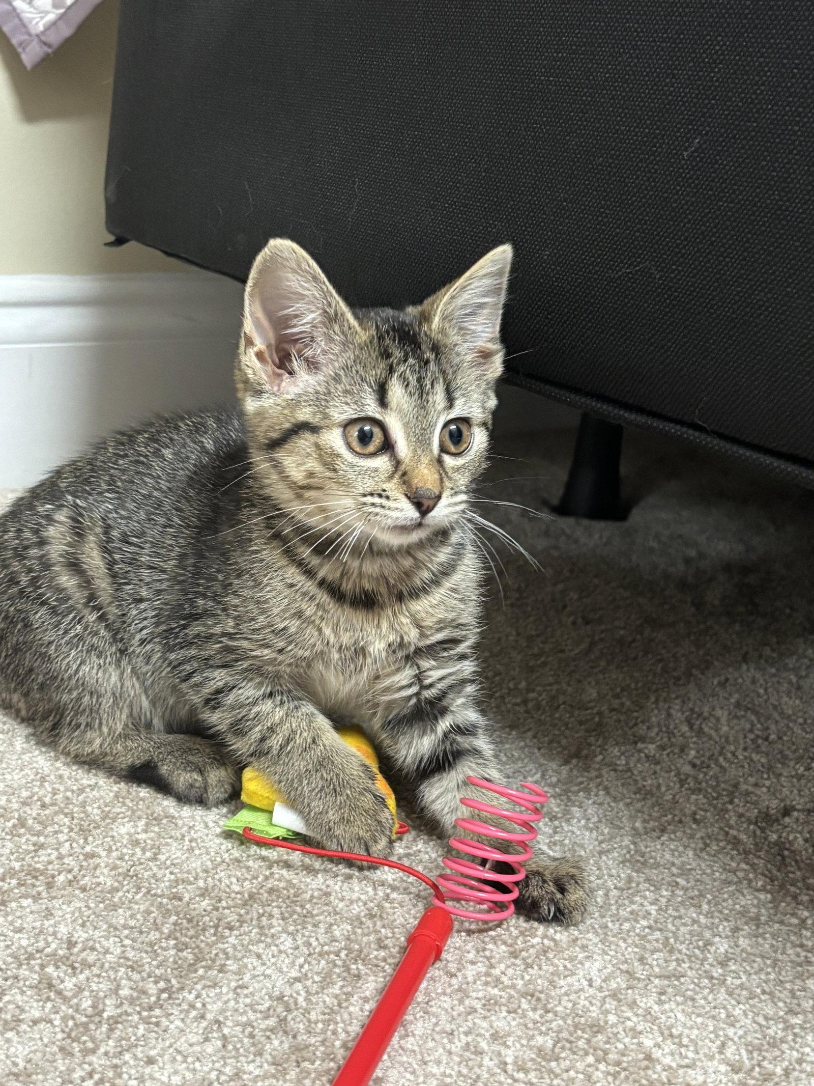 Alice, a Adoptable Domestic Short Hair in Oakboro , NC image 2/2