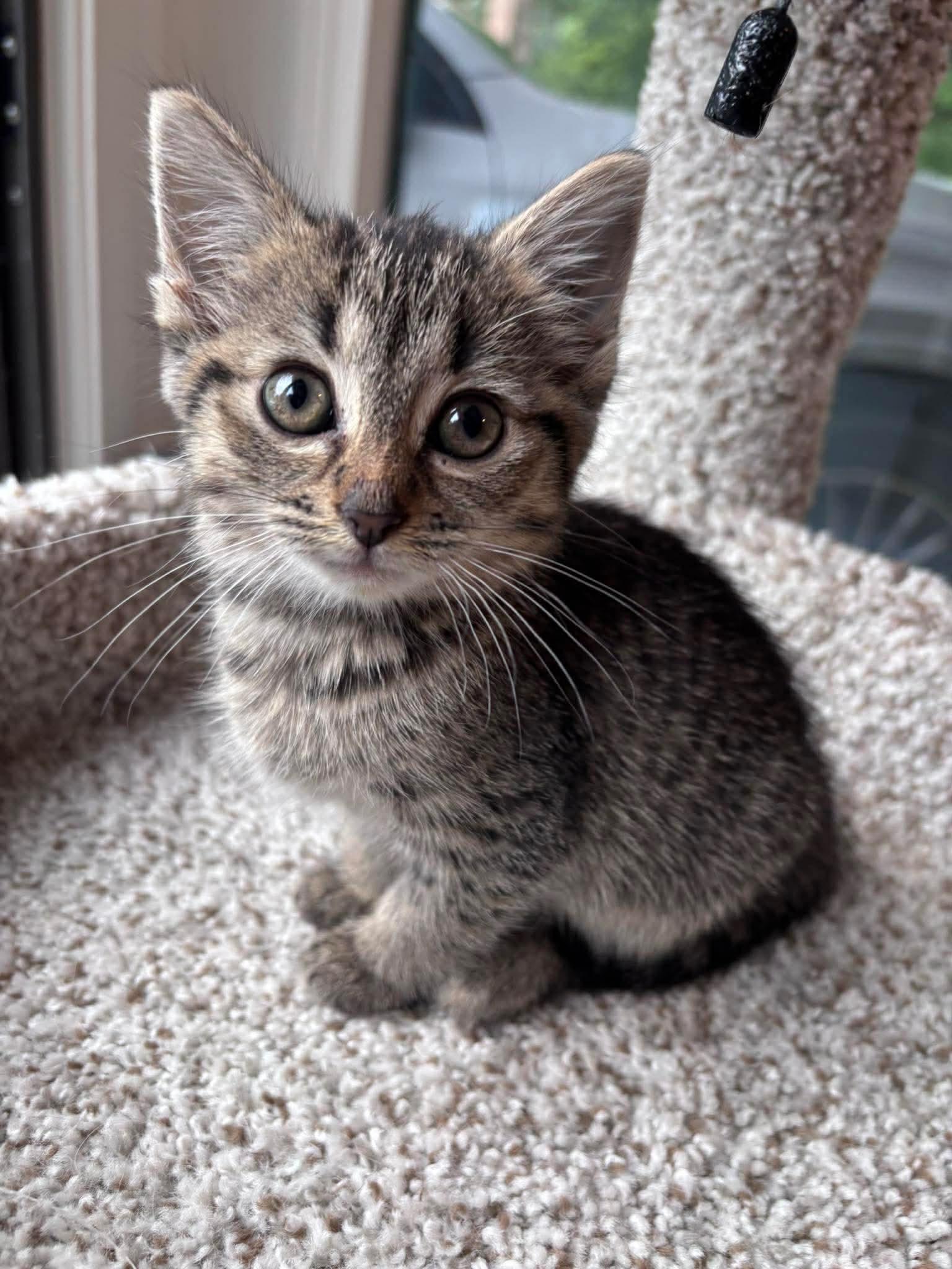 Alice, a Adoptable Domestic Short Hair in Oakboro , NC image 2/3