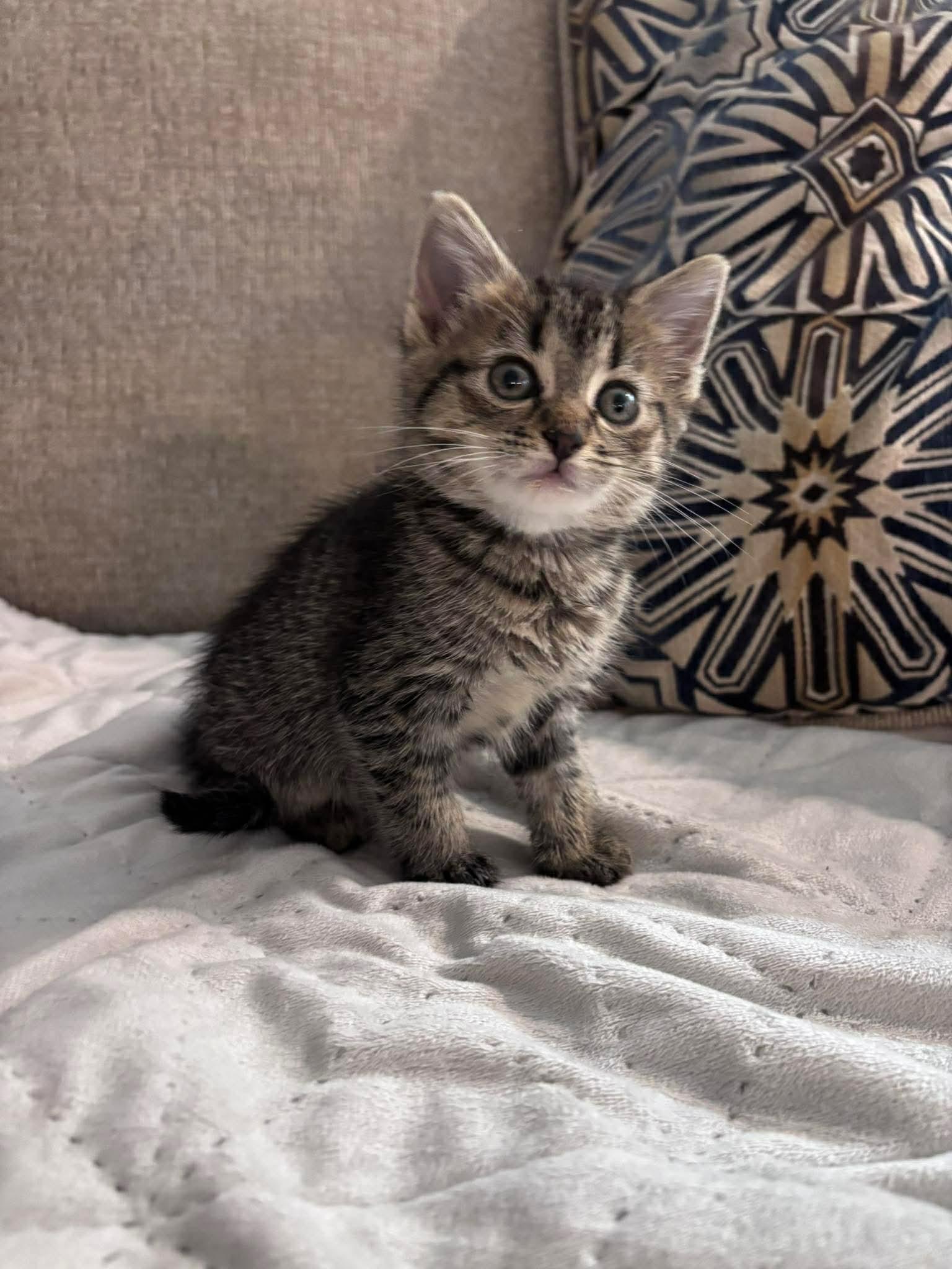 Alice, a Adoptable Domestic Short Hair in Oakboro , NC image 3/3