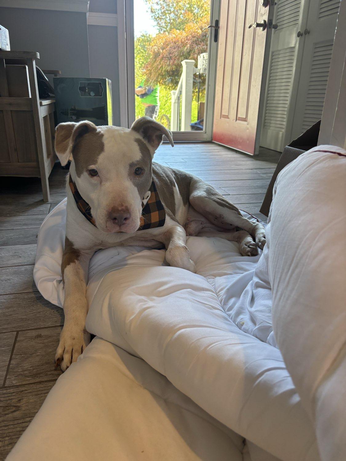 Goober, a Adoptable mixed breed in Pembroke, MA image 1/5