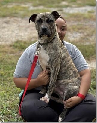 Camo Gorgeous  year  old Light Brindle Color Sweet Boy