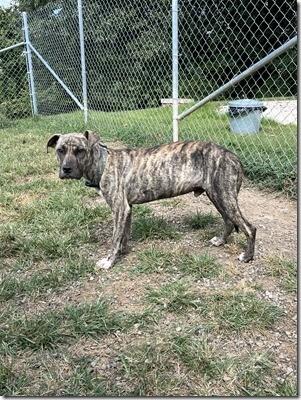 Camo Gorgeous 10 month old Light Brindle Color Sweet Boy