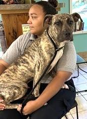 Camo Gorgeous  year  old Light Brindle Color Sweet Boy