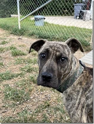 Camo Gorgeous 10 month old Light Brindle Color Sweet Boy