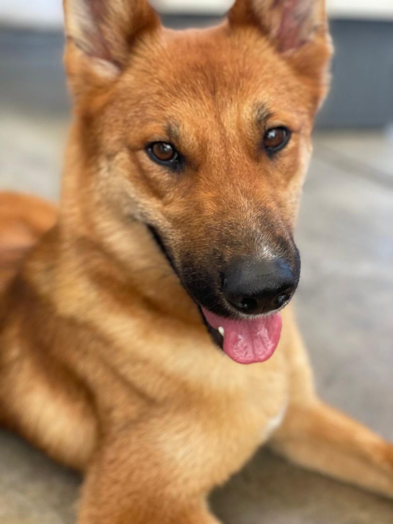 Enlarge Caroline, a Adoptable Shepherd in Canoga Park, CA image 8/10