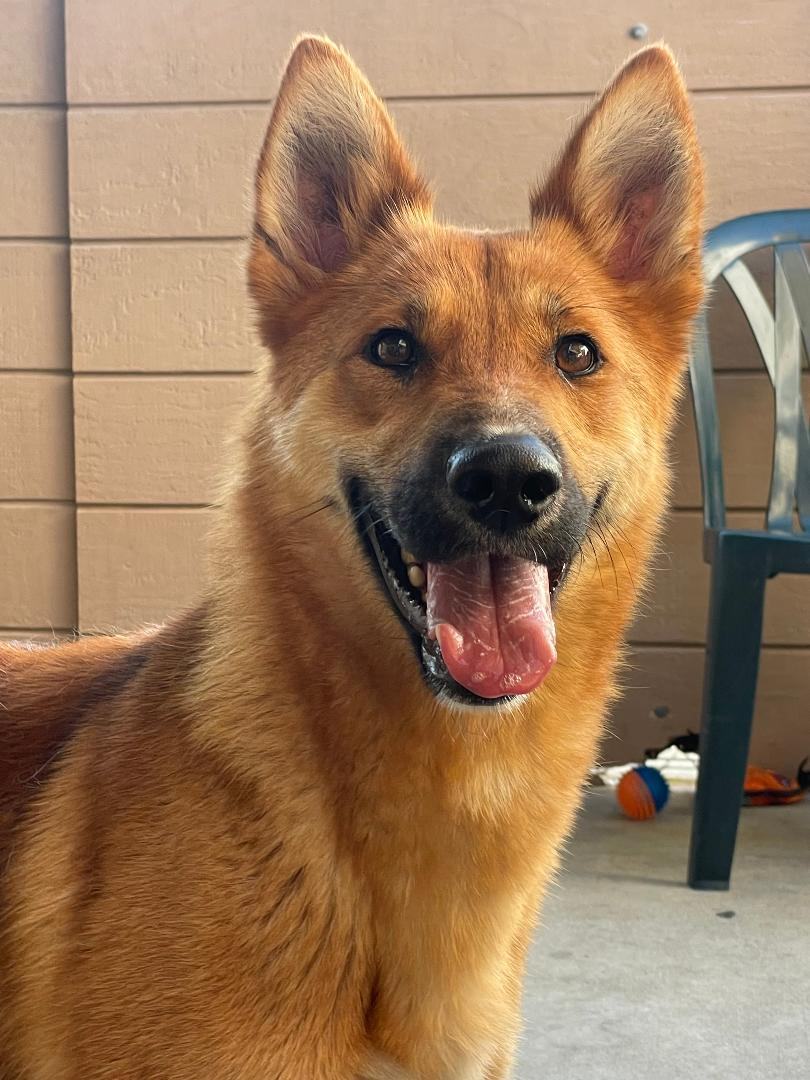Enlarge Caroline, a Adoptable Shepherd in Canoga Park, CA image 9/10