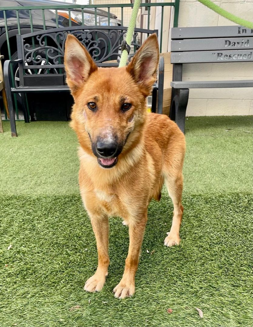 Enlarge Caroline, a Adoptable Shepherd in Canoga Park, CA image 7/10