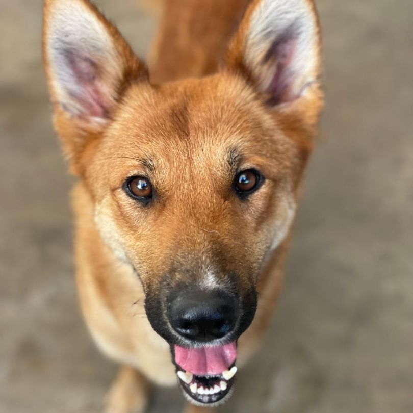 Caroline, a Adoptable Shepherd in Canoga Park, CA image 1/10