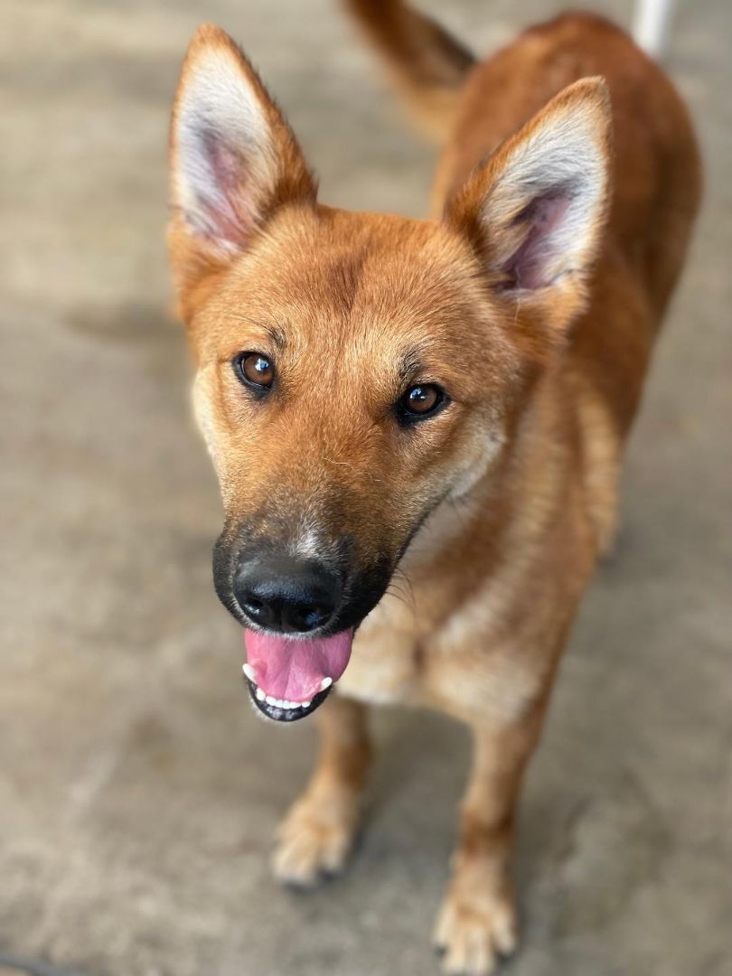 Enlarge Caroline, a Adoptable Shepherd in Canoga Park, CA image 10/10