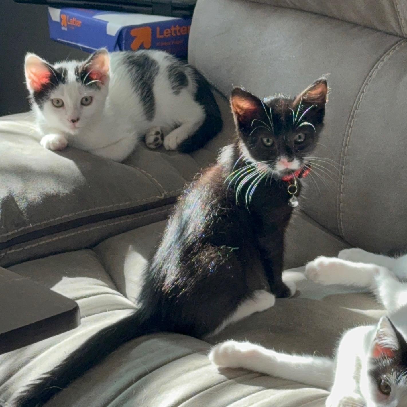 TORTELLINI, a Adoptable Domestic Short Hair in Ontario, CA image 2/4