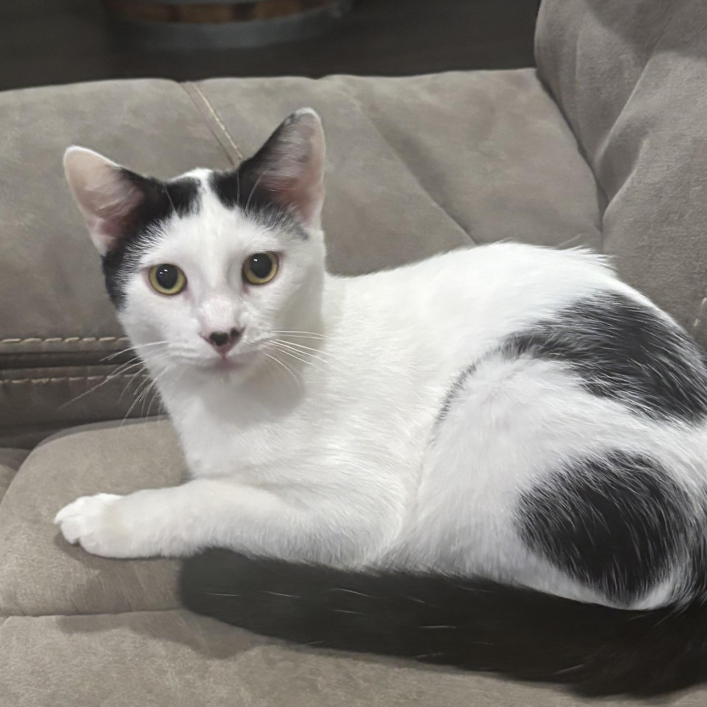 Enlarge TORTELLINI, a Adoptable Domestic Short Hair in Ontario, CA image 1/5