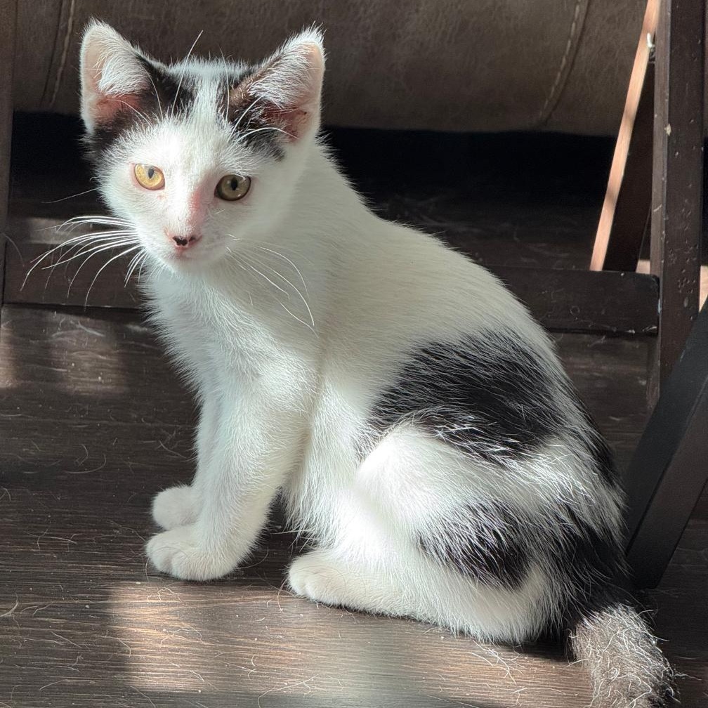 TORTELLINI, Adoptable, Kitten Male Domestic Short Hair.
