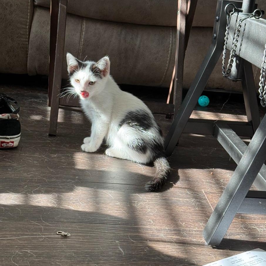 TORTELLINI, a Adoptable Domestic Short Hair in Ontario, CA image 4/4