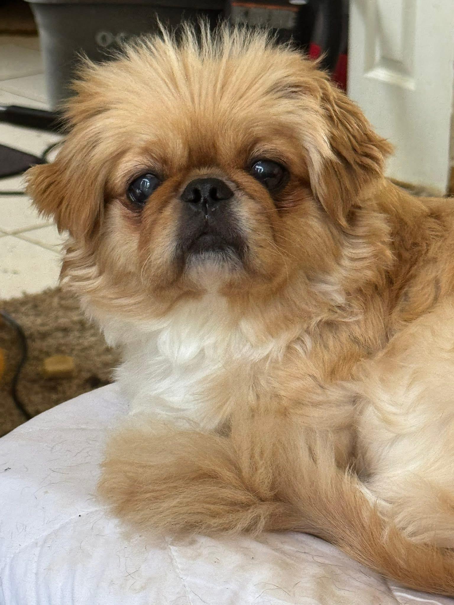 Ben, a Adoptable Shih Tzu in Plano, TX image 2/5