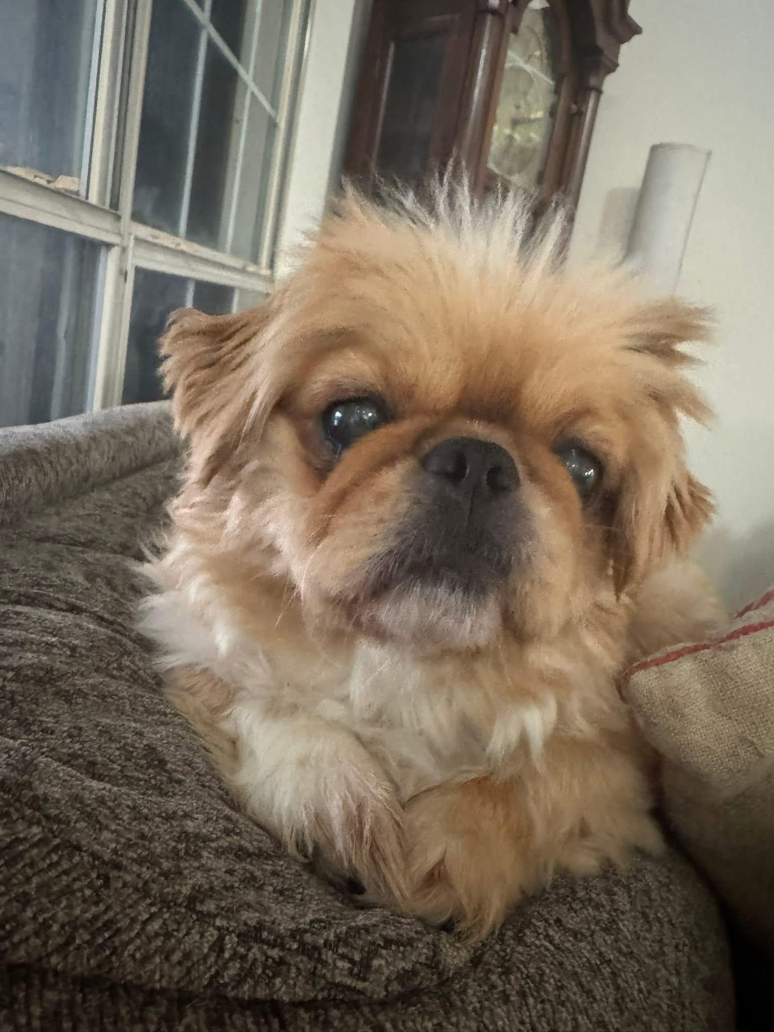 Ben, a Adoptable Shih Tzu in Plano, TX image 3/5