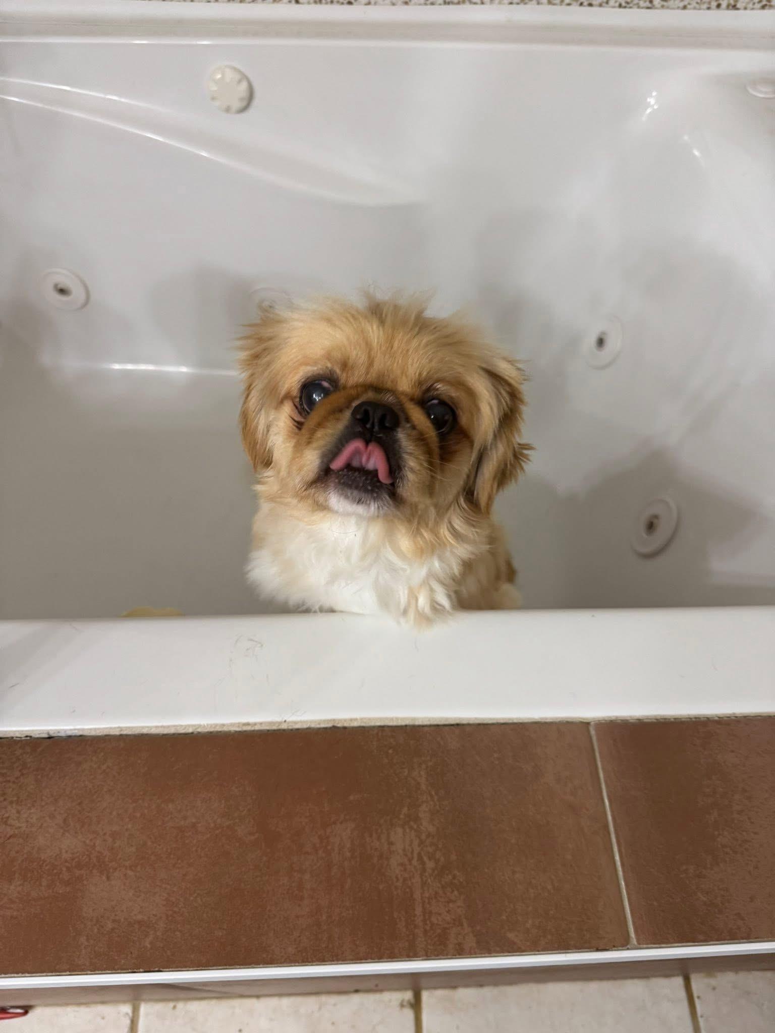 Ben, a Adoptable Shih Tzu in Plano, TX image 5/5