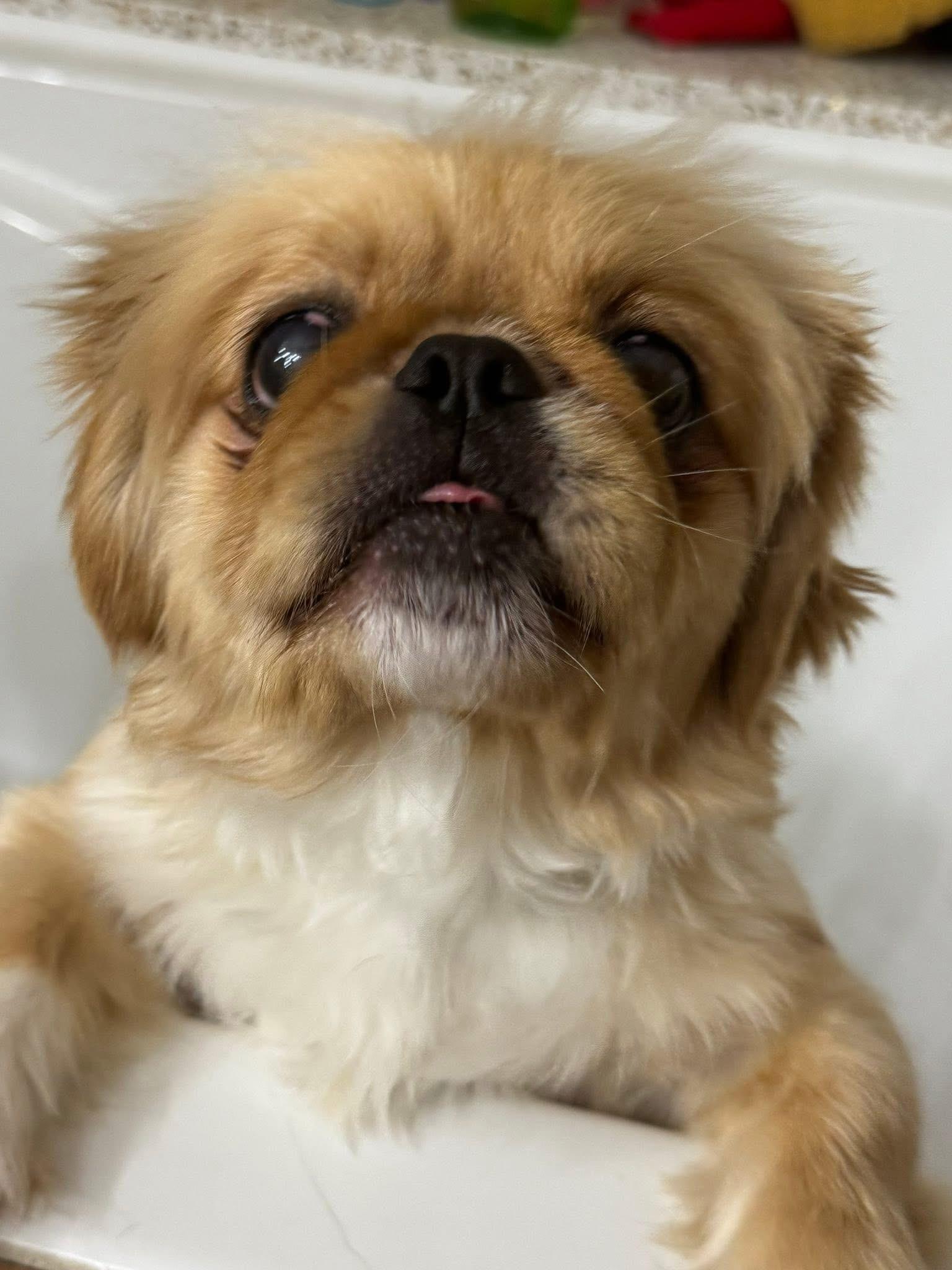 Ben, Adoptable, Young Male Shih Tzu.