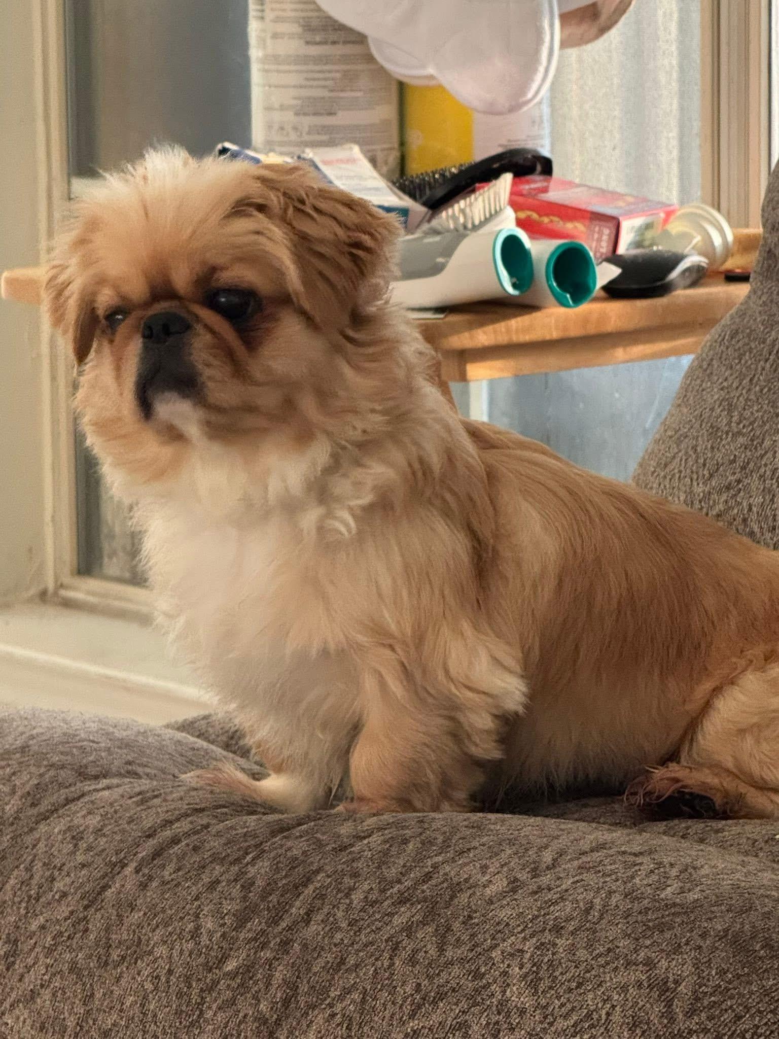 Ben, a Adoptable Shih Tzu in Plano, TX image 4/5