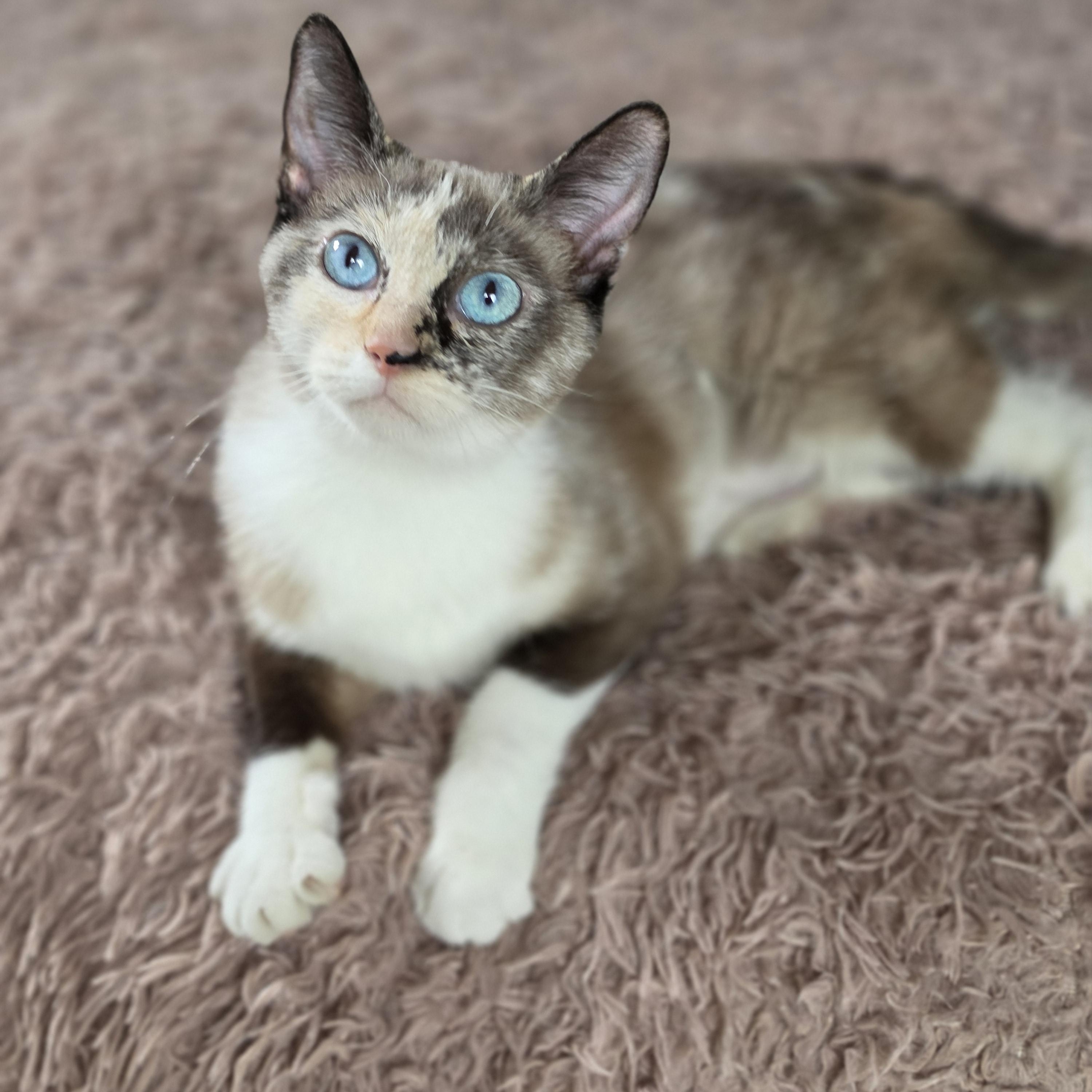 Enlarge Ziva, an adopted Siamese in Medford, WI image 1/2