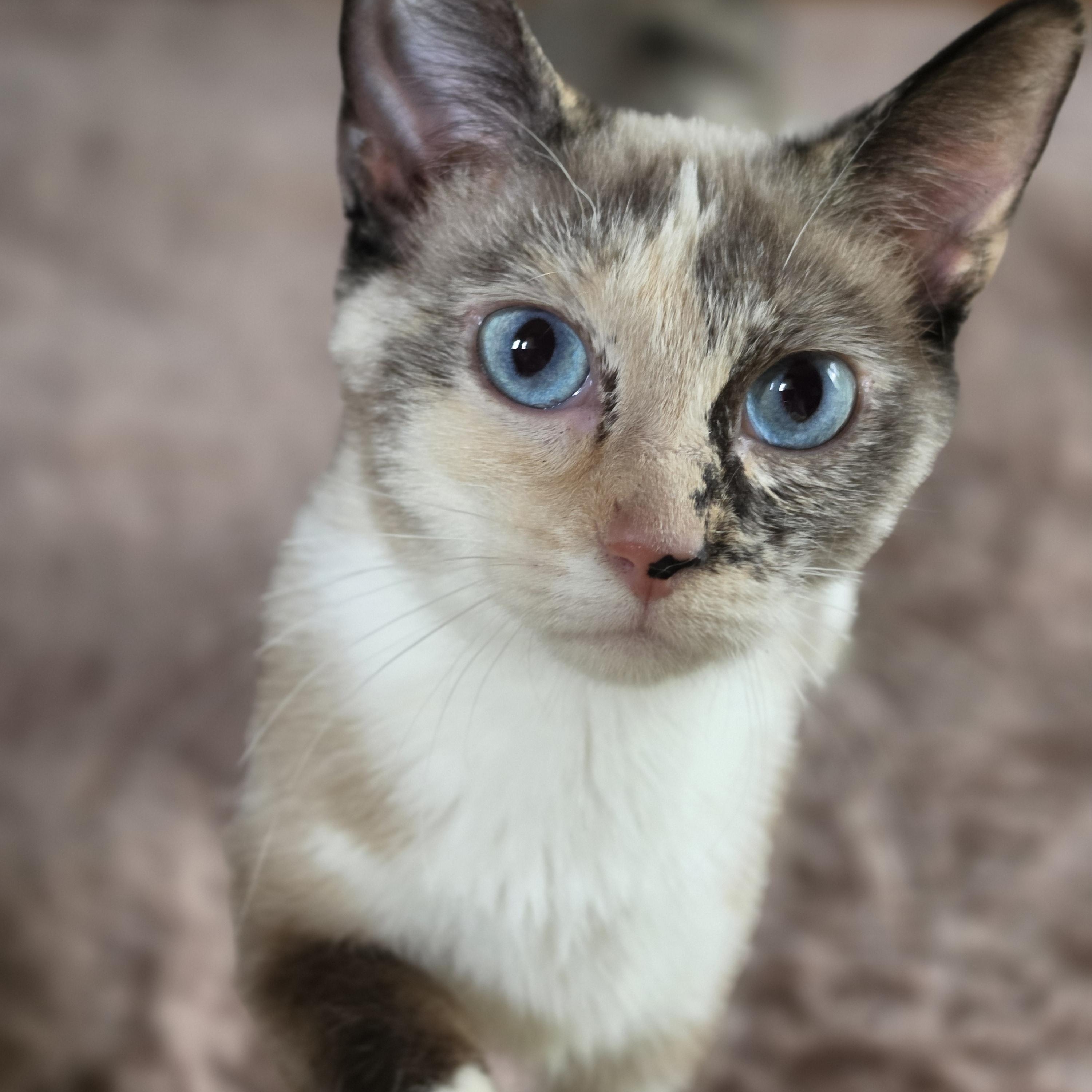 Enlarge Ziva, an adopted Siamese in Medford, WI image 2/2