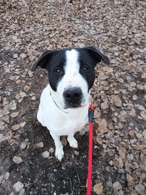 MASON, Adoptable, Young Male Pit Bull Terrier & Mixed Breed.