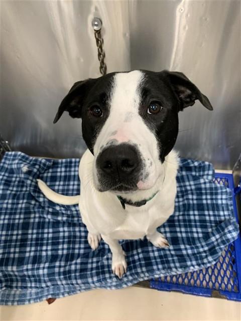 Enlarge MASON, a Adoptable mixed breed in Fairbanks, AK image 1/1