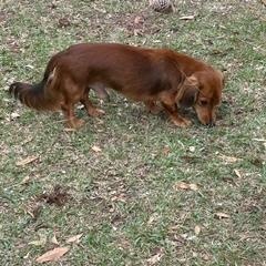 Thor, ADOPTABLE, Young Male Dachshund (Long Haired).