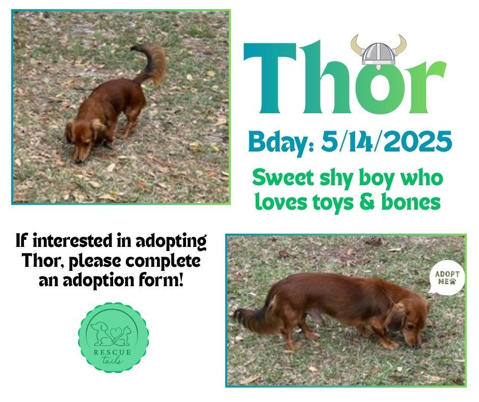 Enlarge Thor, a ADOPTABLE Dachshund (Long Haired) in Conway, SC image 3/3