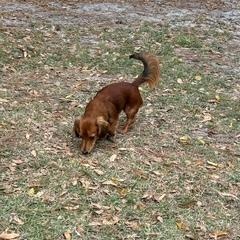 Enlarge Thor, a ADOPTABLE Dachshund (Long Haired) in Conway, SC image 2/3