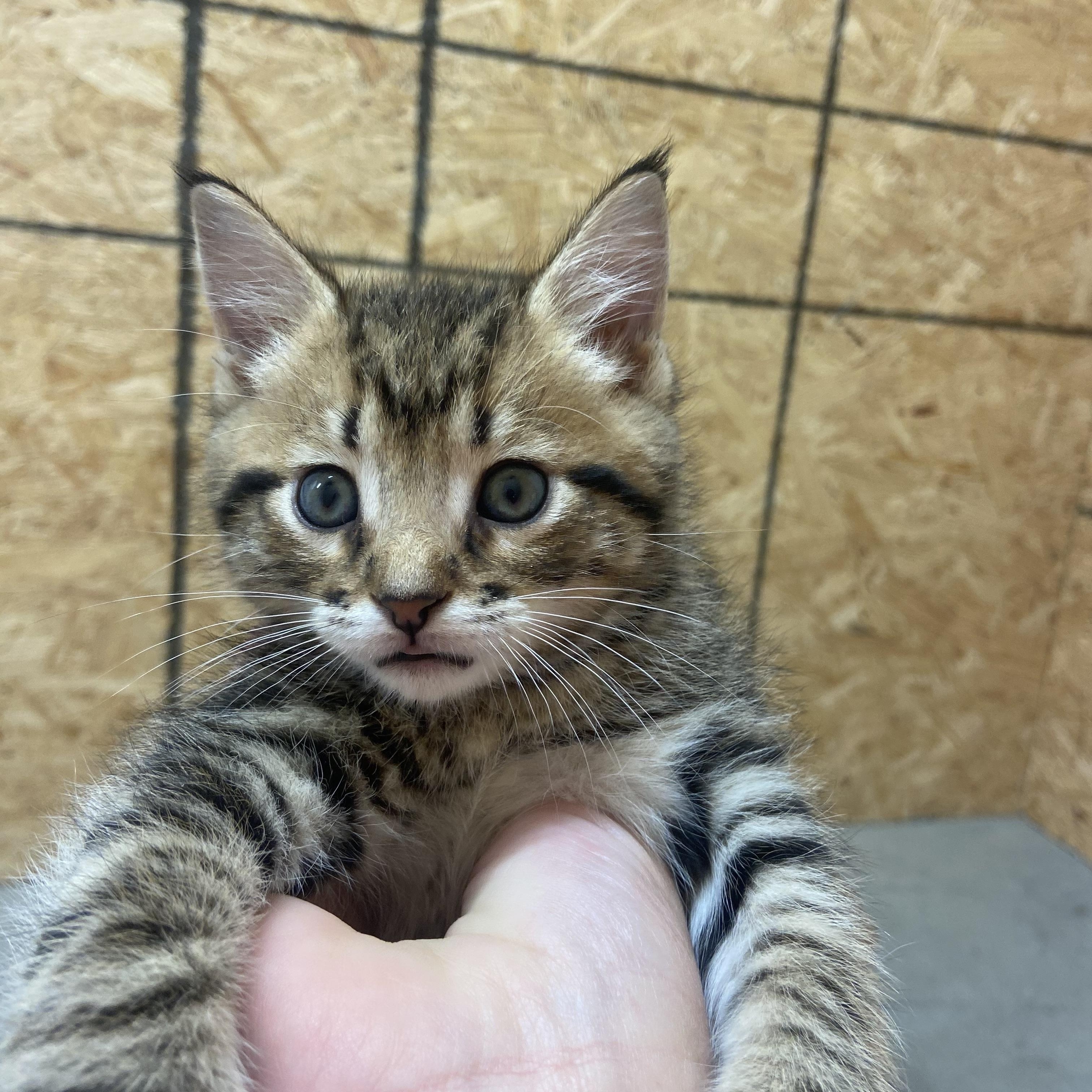 Diesel, a Adoptable mixed breed in Valley Center, KS image 6/6